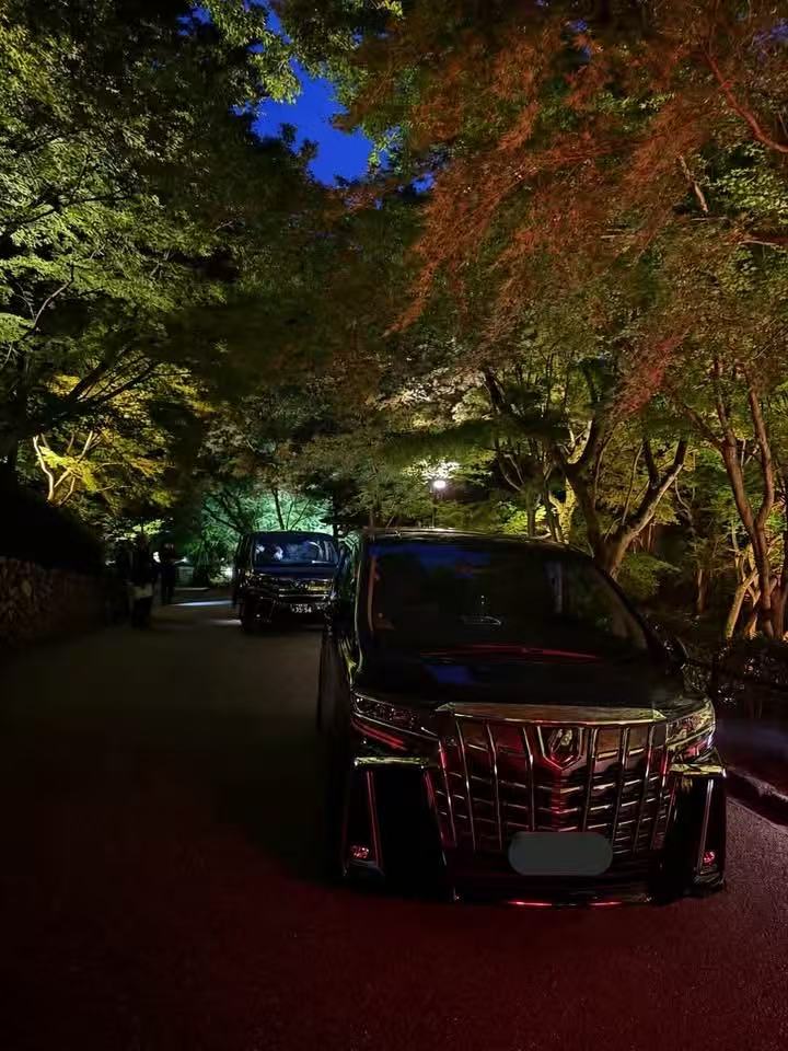 WONTRIP TRAVEL vehicles parked beneath illuminated trees at night